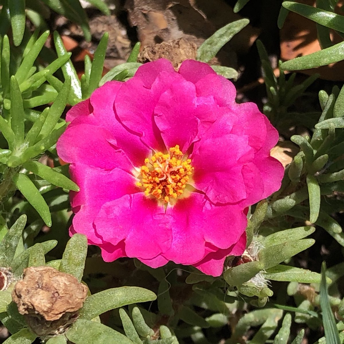 orchid_porn's tweet photo. Portulaca grandiflora, or moss rose, is a drought and heat tolerant annual native to hot, dry plains in Argentina, southern Brazil, and Uruguay. #Flowers #Garden #succulent #gardening #nature #photography https://t.co/oRdNKeXm3i