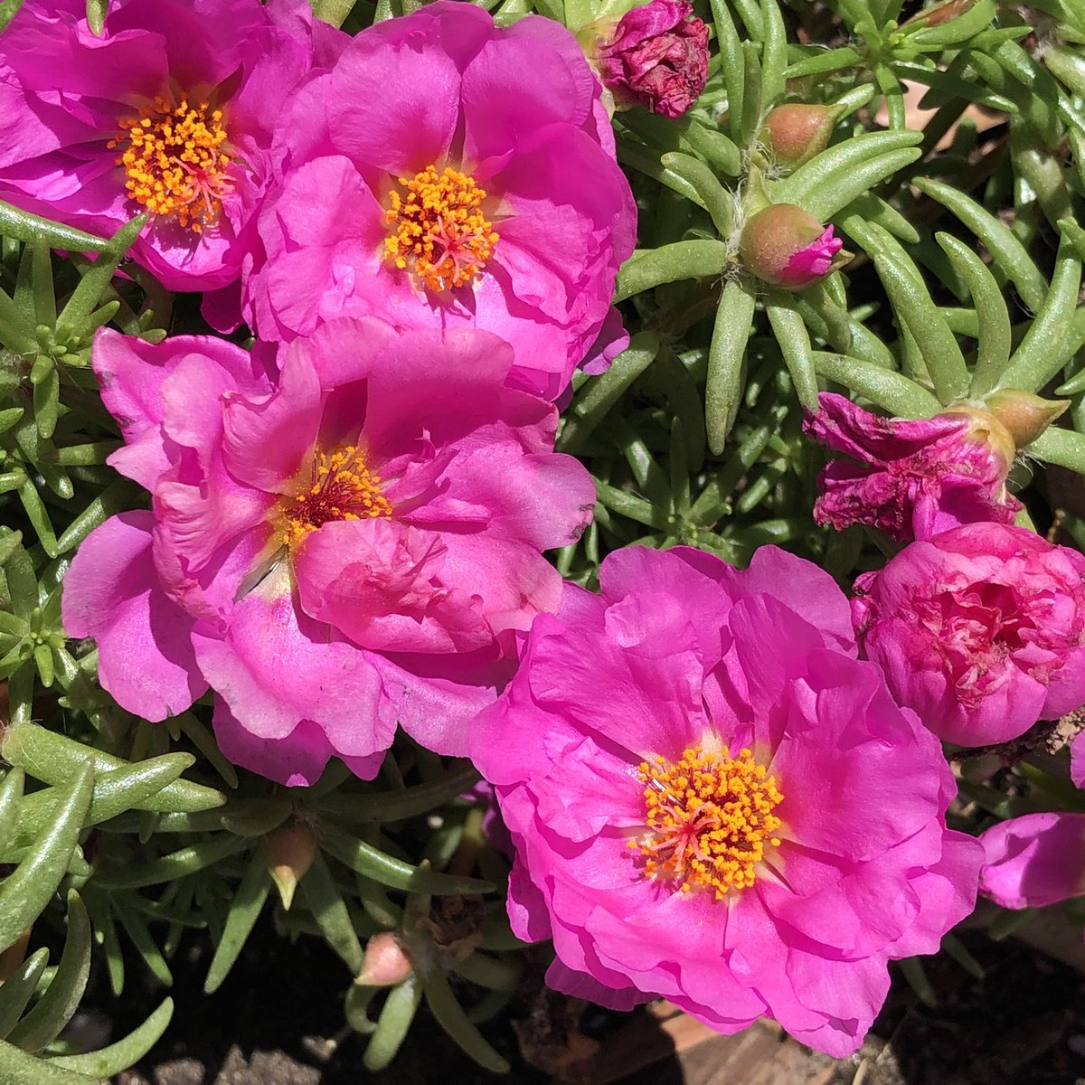 orchid_porn's tweet photo. Portulaca grandiflora, or moss rose, is a drought and heat tolerant annual native to hot, dry plains in Argentina, southern Brazil, and Uruguay. #Flowers #Garden #succulent #gardening #nature #photography https://t.co/oRdNKeXm3i