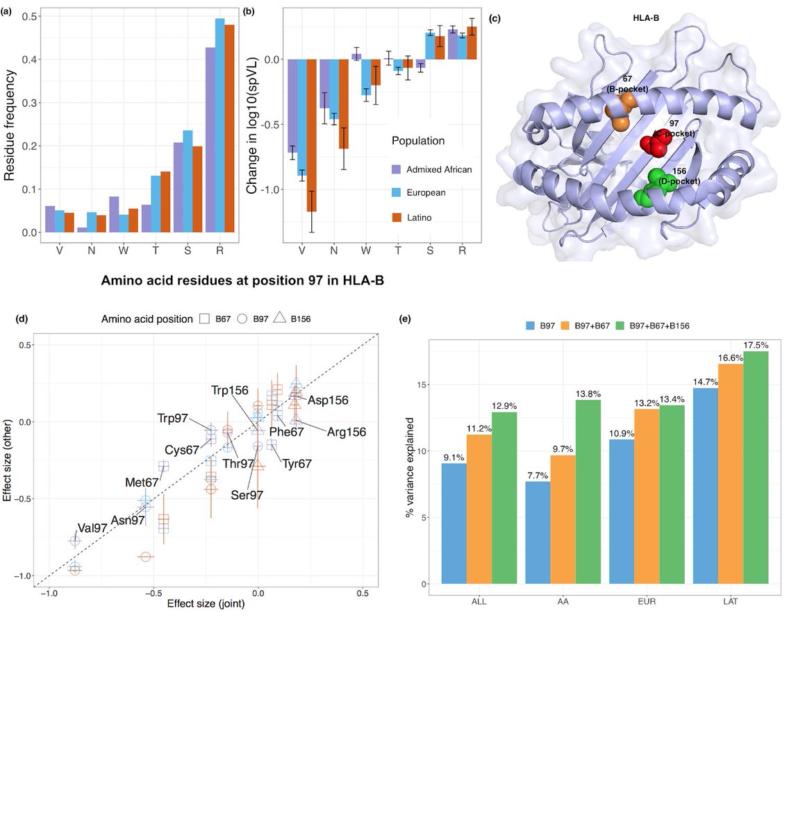 5/6 In a multI-ethnic HIV-1 viral load fine-mapping study, we pinpointed the MHC association to three amino acid positions (97, 67 and 156) marking three consecutive pockets (C, B and D) within the HLA-B peptide binding groove, and obviating effects of previously reported assocs.