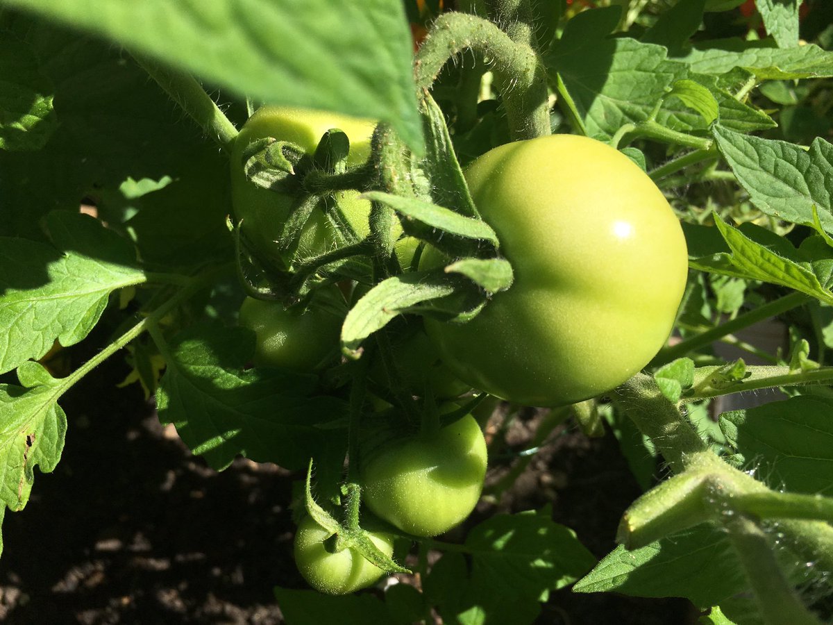 Look at these beautiful babies. 