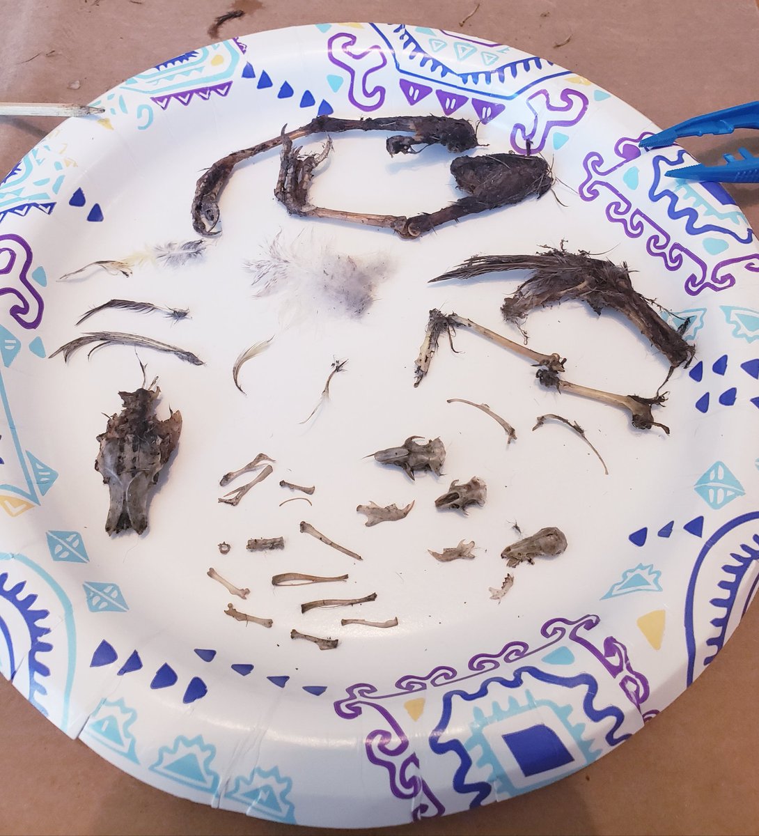 mssipeenviro's tweet photo. APSI 2020- Virtual and the best I have been to for content, resources, instructional strategies, and planning. 😷👩‍🏫👩‍💻👩‍🔬 #owlpellets 🦉🦴 #soilsalinization  🥬🌽#treerings  🌲🌳#climatechange🔥🌀🌊 @kristischertz @sangabrielhighschool @apcollegeboard https://t.co/ognMUc4TTQ