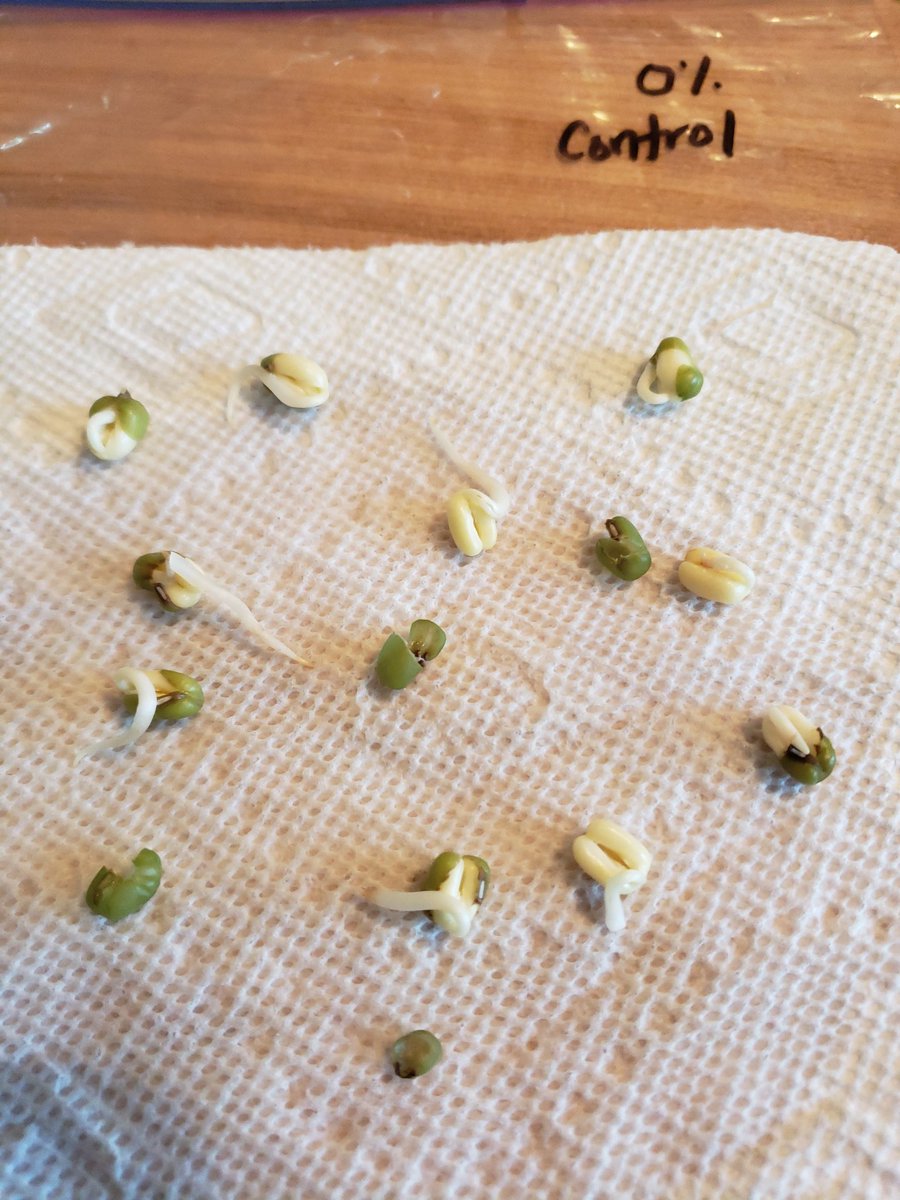 mssipeenviro's tweet photo. APSI 2020- Virtual and the best I have been to for content, resources, instructional strategies, and planning. 😷👩‍🏫👩‍💻👩‍🔬 #owlpellets 🦉🦴 #soilsalinization  🥬🌽#treerings  🌲🌳#climatechange🔥🌀🌊 @kristischertz @sangabrielhighschool @apcollegeboard https://t.co/ognMUc4TTQ