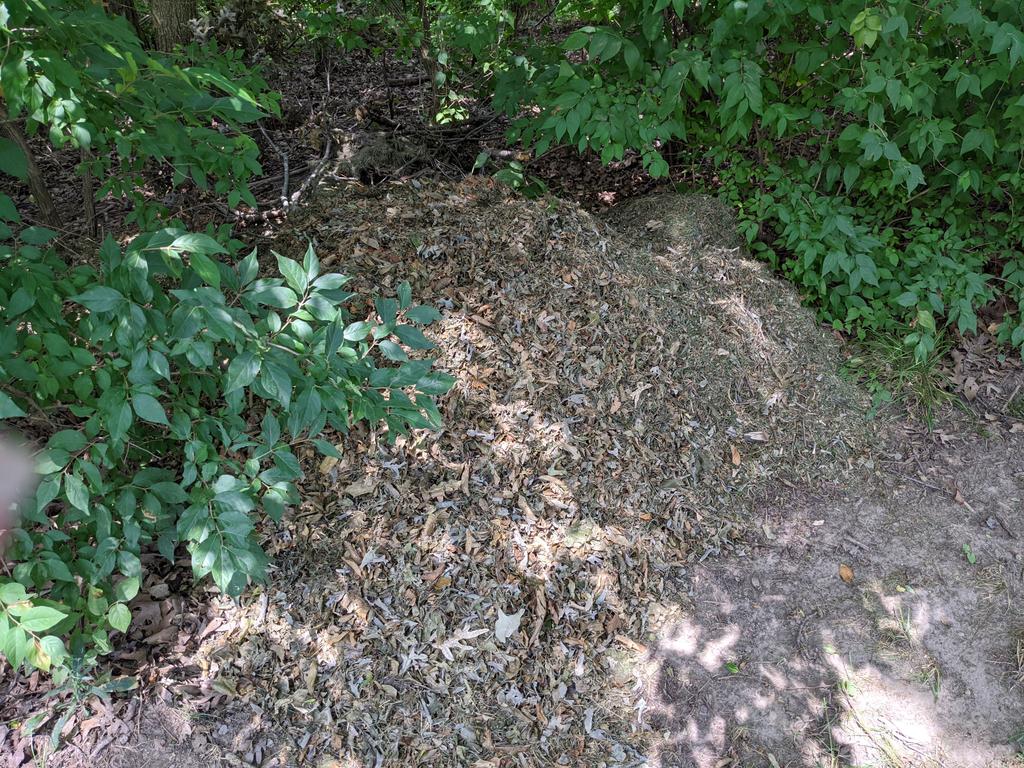 BradPeel3's tweet photo. 1.8 acres, 50+ bushel of leaves, twigs, lawn waste from last week's storm.
@mow2020
@sloanimplement
#NOTAndyclean https://t.co/1kmFcoHfml