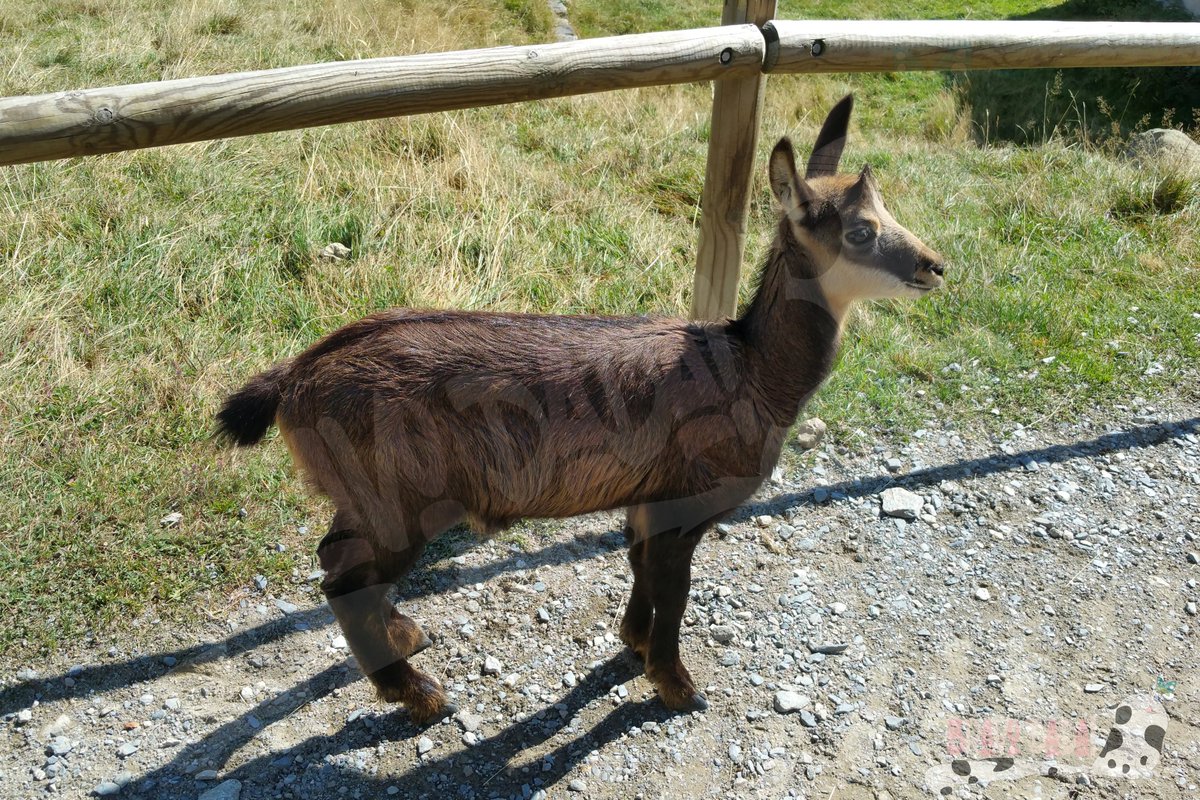 Bravo_Dada's tweet photo. 🌻🌿 Happy #Sunday #TwitterWorld! ☀️🌳

📸 Parc Animalier de #Merlet. 💕
These photos were taken in 2016. Hope you like it! 🥰

#BravoDada #LesHouches #ParcDeMerlet #Chamonix #MontBlanc #HauteSavoie #France #Nature #PhotoOfTheDay #Photography #Photo #Animals https://t.co/86FuLw6GsE