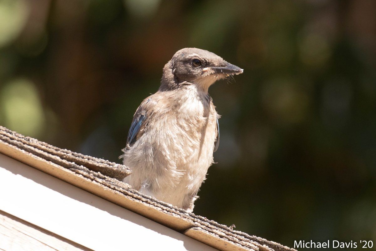 ~ The rest of the morning the yard is dominated by the California Scrub Jays and they're kids. Their constant "Skreets" and other calls fill the yard as they claim all the peanuts 5/-