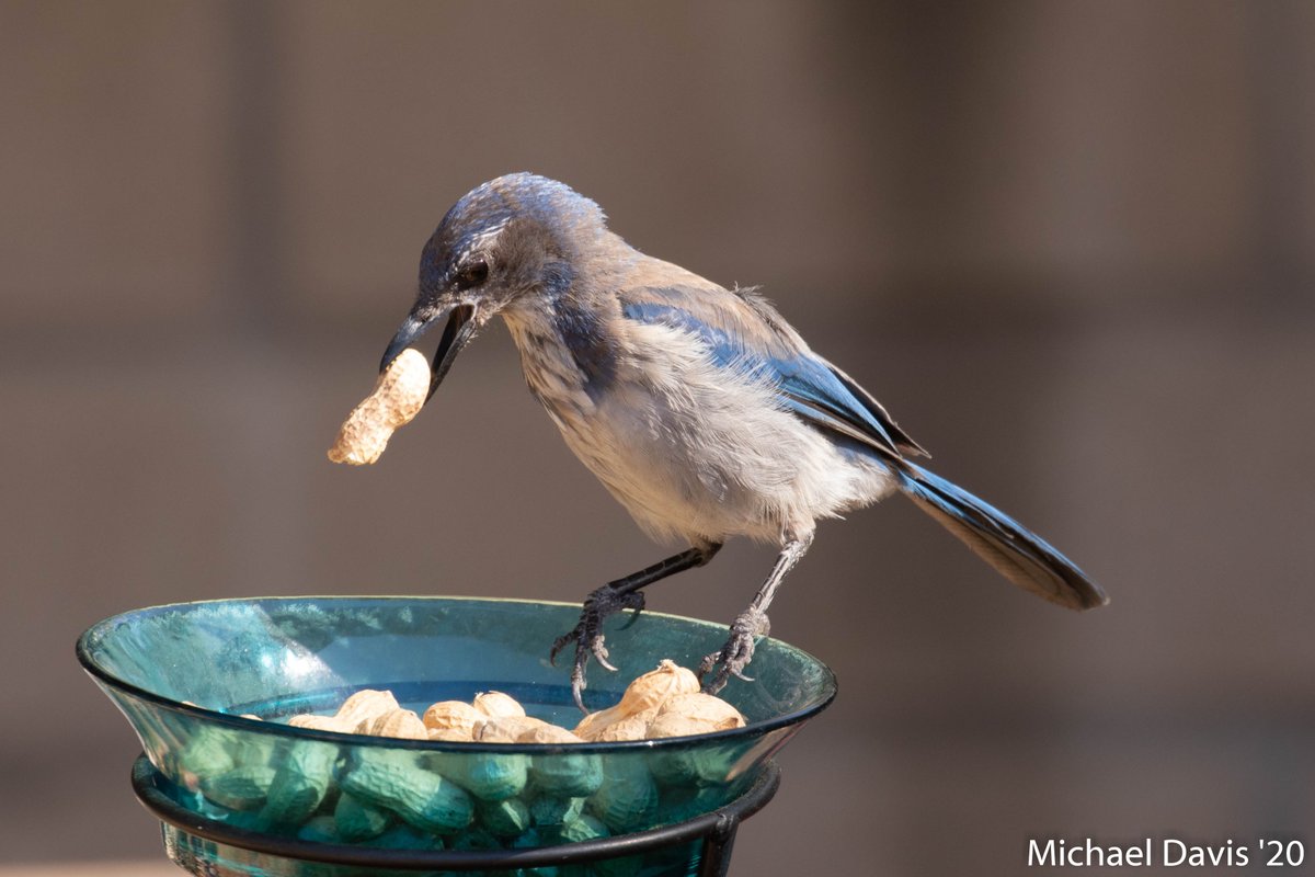 ~ The rest of the morning the yard is dominated by the California Scrub Jays and they're kids. Their constant "Skreets" and other calls fill the yard as they claim all the peanuts 5/-