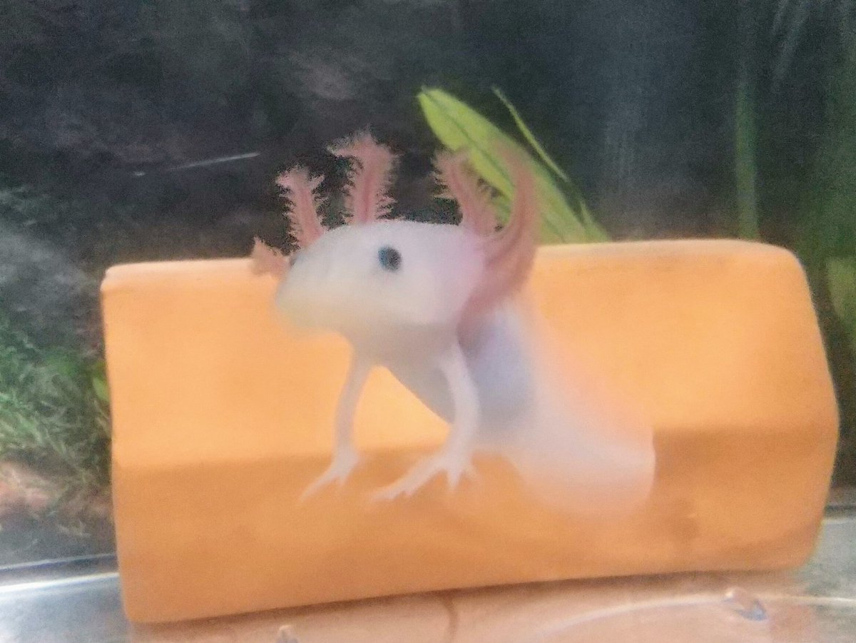 カズ ン 今日のウーパールーパーのさくらです 餌は人工飼料と冷凍赤虫です フィルターはラクフィルスリムを使っています このフィルターは水換えが凄く楽です