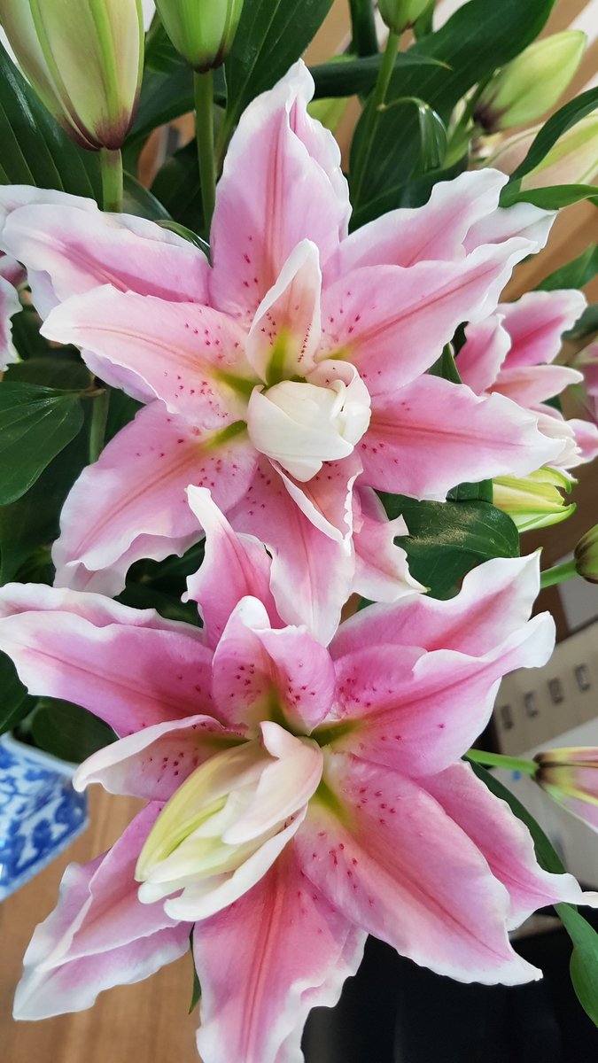 Collison cut flowers tweet media