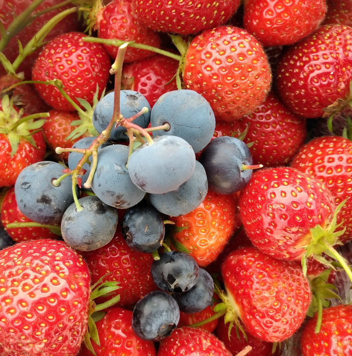 LlanfairPlas's tweet photo. Very last #strawberries. Very first #blueberries. All in the freezer ready for smoothies.
#plaslife #growyourown #anglesey #ynysmon #ynysmôn #angleseylife #angleseycoastalpath #discoveranglesey #weareanglesey #angleseyhour #mefus #blueberry #llus #strawberry #allotment https://t.co/rvuAJxKIn9