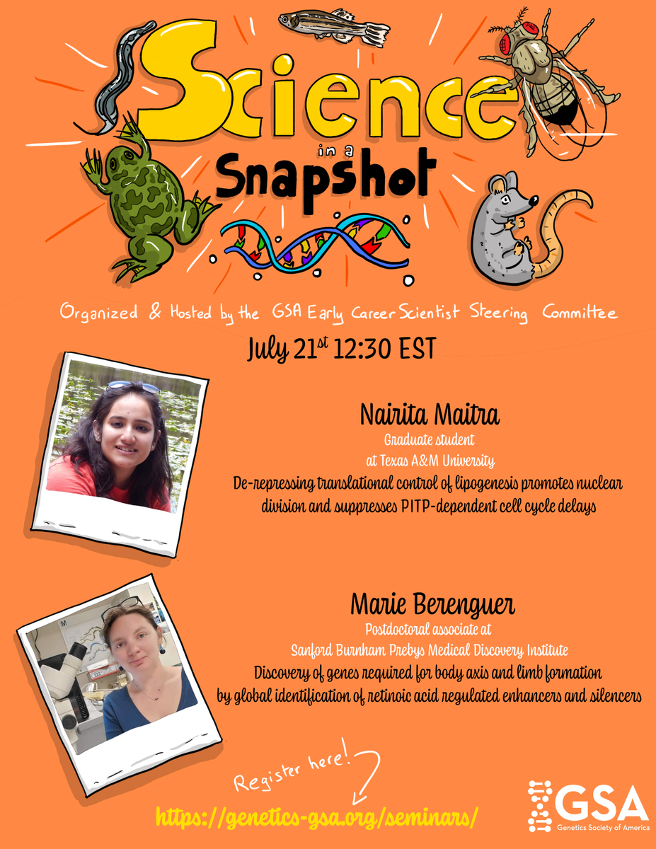 m3thyl's tweet photo. On Tuesday 21st of July at 12:30, Join us for the Science in a Snapshot seminar, the @GeneticsGSAs Early Career Leadership Program. We will be listening to Marie Berenguer and Narita Maitra talking about development regulation and cell division. 
Link: https://t.co/i61bduYDIh https://t.co/7NdhPK2Acr