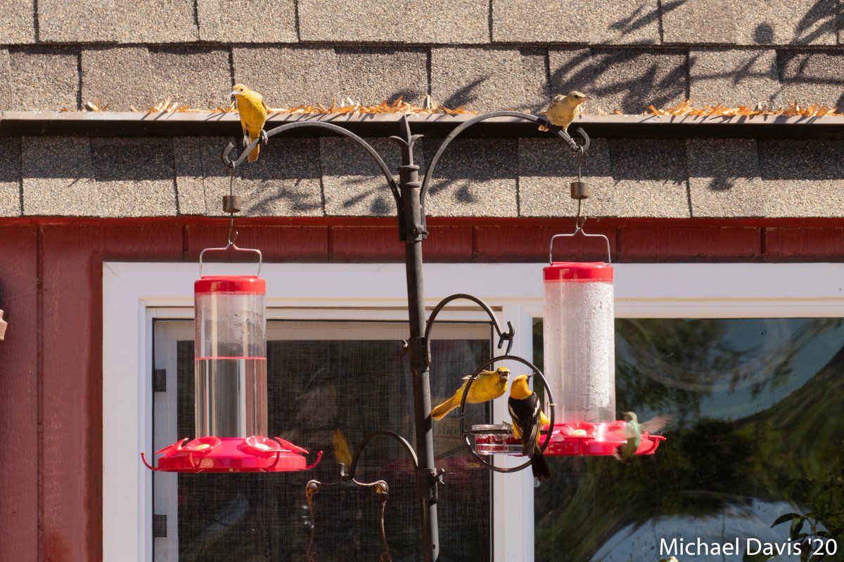 ~ Note: I have never seen so many Hooded Orioles as this year, I only started putting out jelly a year ago. Previous years I only put out sugar water and the occasional orange half 6.1/-