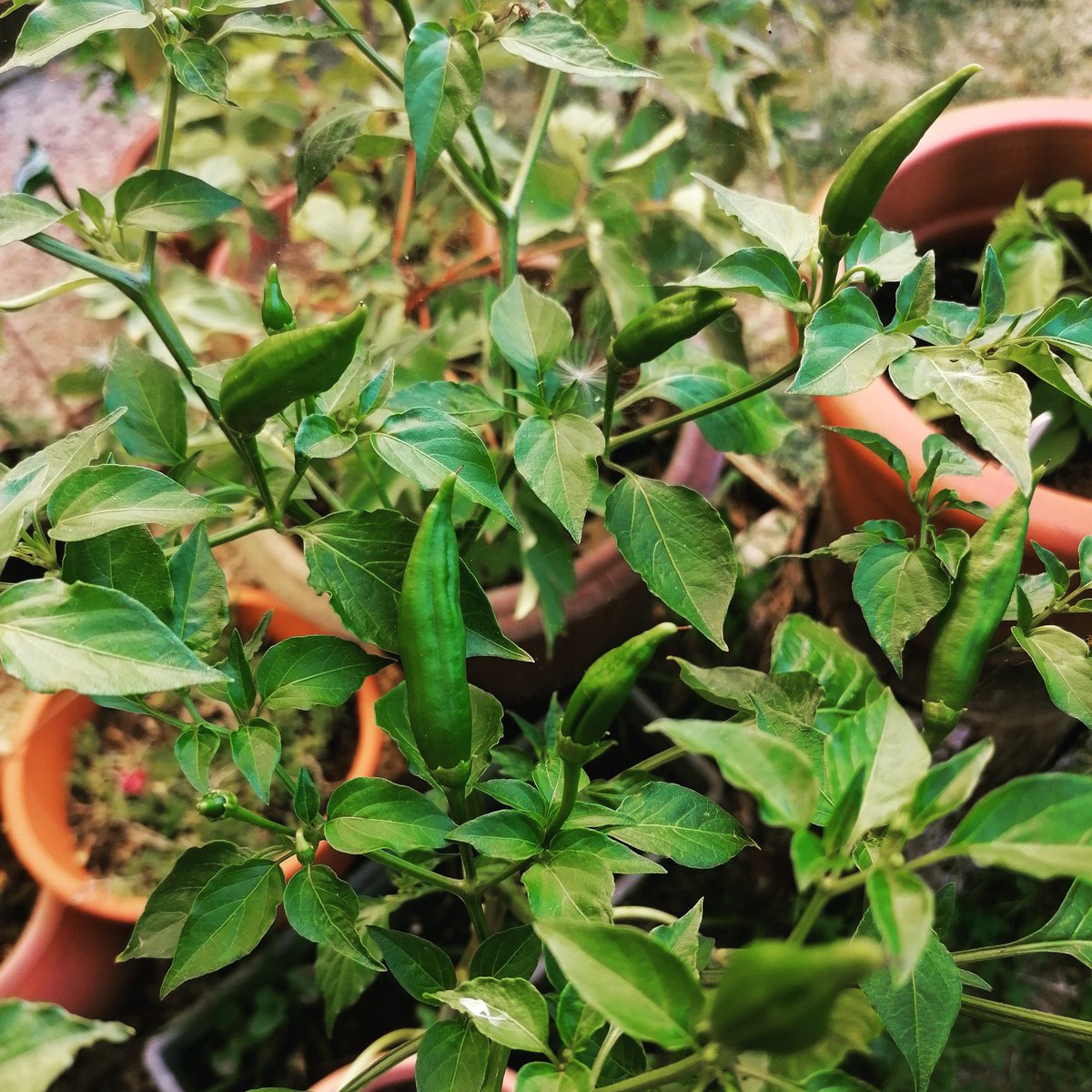 OjChillies's tweet photo. This achard chilli (reunion isles) has done particularly well this year (the only chillies I have up till now)
🤘👊🌱🌶🔥
#gyo #achard #réunion #piment #chillies #oj #ojchillies #stitches #brokeneyeguy #pokeyplantation
#feedthefyah https://t.co/lCGyowKnm2