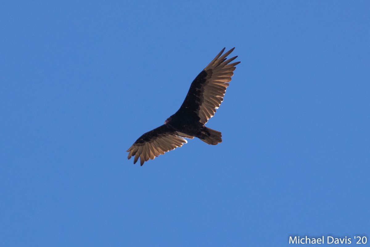 ~ Every 20 minutes or so a Turkey Vulture would fly over (maybe the same one IDK). They don't stop at the feeders, maybe I should put out some meat scraps and see if they stop  7/-