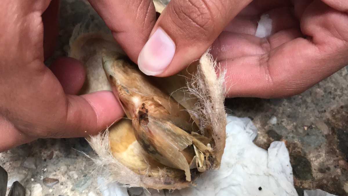 GeeKader's tweet photo. After the success of growing coriander, my son and I spent some quality time trying to grow a mango tree! #RMNotGoingOut number 15- definitely trying something new! Yes... thatβs a hammer trying to open the husk to find the seed! @RusheyMeadAcad https://t.co/fNfstEAwMH