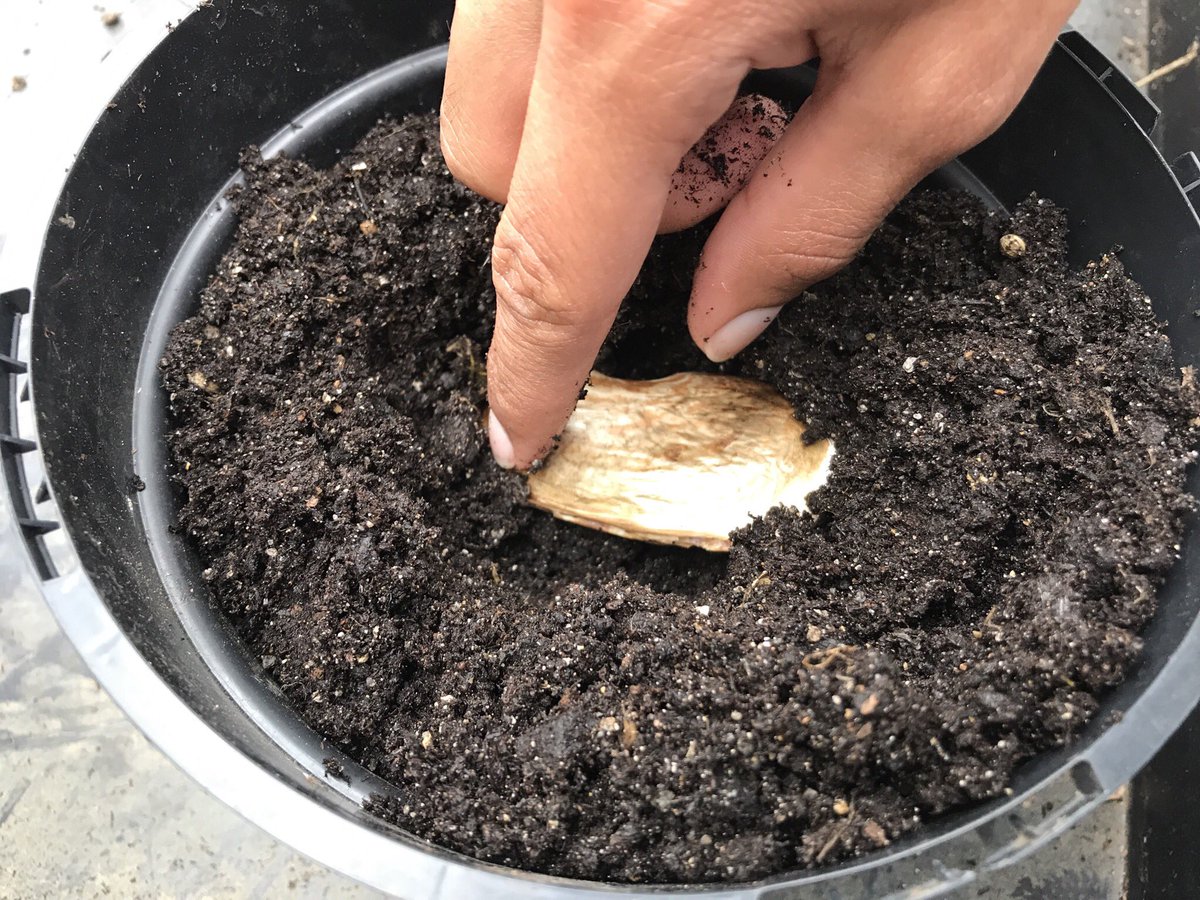 GeeKader's tweet photo. After the success of growing coriander, my son and I spent some quality time trying to grow a mango tree! #RMNotGoingOut number 15- definitely trying something new! Yes... thatβs a hammer trying to open the husk to find the seed! @RusheyMeadAcad https://t.co/fNfstEAwMH