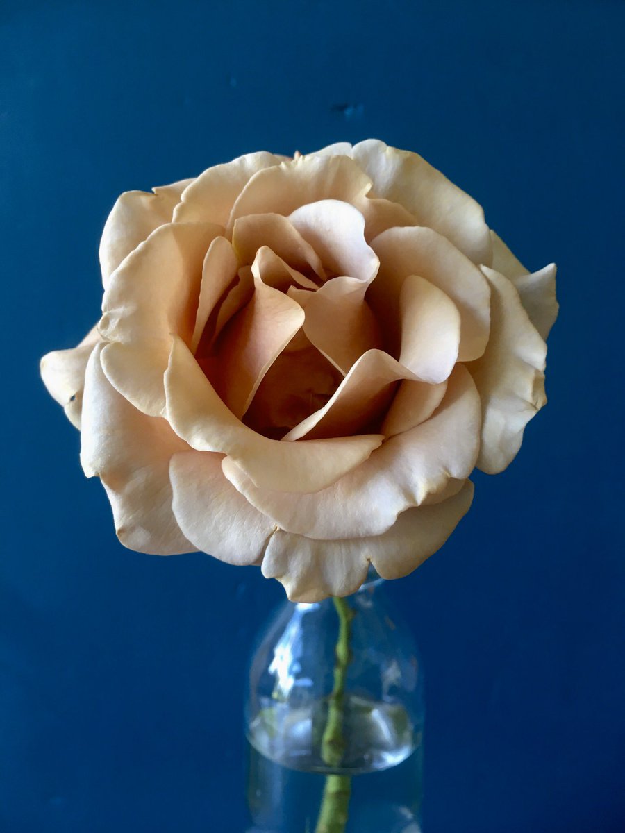 SeasonalBlooms's tweet photo. Koko Loko. How can one rose do all this ? Absolutely stunning #flowerfarmer #Bathlocal https://t.co/jMIEZ3RrBc
