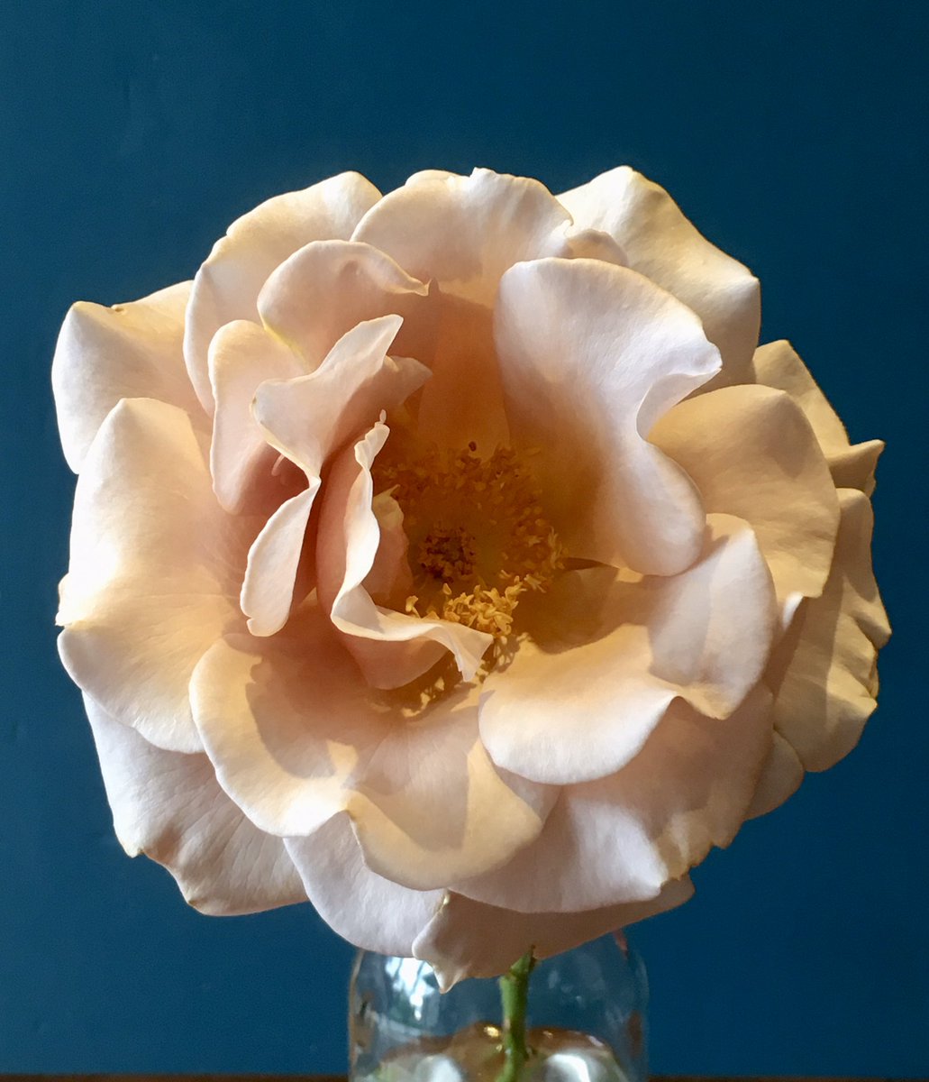 SeasonalBlooms's tweet photo. Koko Loko. How can one rose do all this ? Absolutely stunning #flowerfarmer #Bathlocal https://t.co/jMIEZ3RrBc