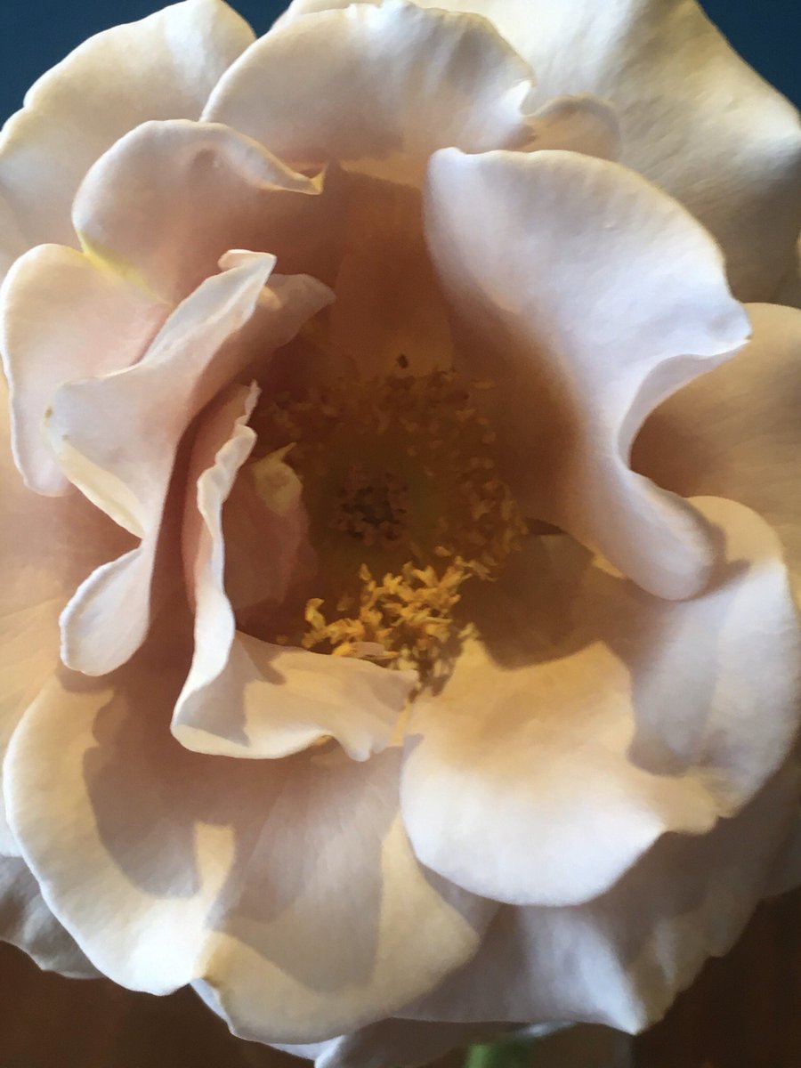 SeasonalBlooms's tweet photo. Koko Loko. How can one rose do all this ? Absolutely stunning #flowerfarmer #Bathlocal https://t.co/jMIEZ3RrBc