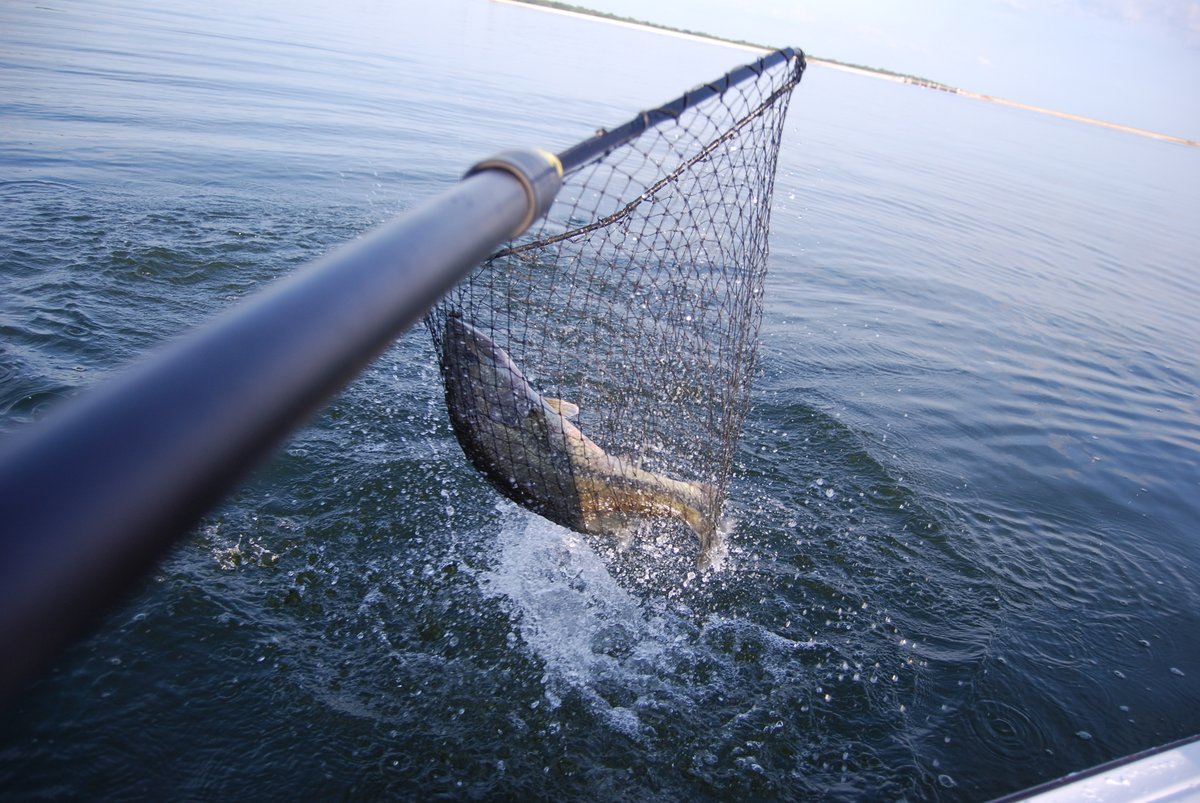 lfguidelanes's tweet photo. Bending the net on Lake Fork with another heavy largemouth bass caught on a football style jig, quickly photographed and released. #lakefork #bassfishing #texaslakes https://t.co/BZtTJp2LSN