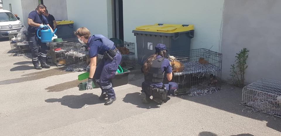Mediavenir's tweet photo. 🇫🇷 Trafic : un #trafic de #chiots est actuellement en cours entre les pays de l’#Est et l’#Espagne. 98 chiots ont été trouvés par les douanes de #Mulhouse. Les chiots étaient déshydratés et affaiblis. La « marchandise » a été rendue au propriétaire car tout ceci est légal. (SPA) https://t.co/rDnyxNXKGt