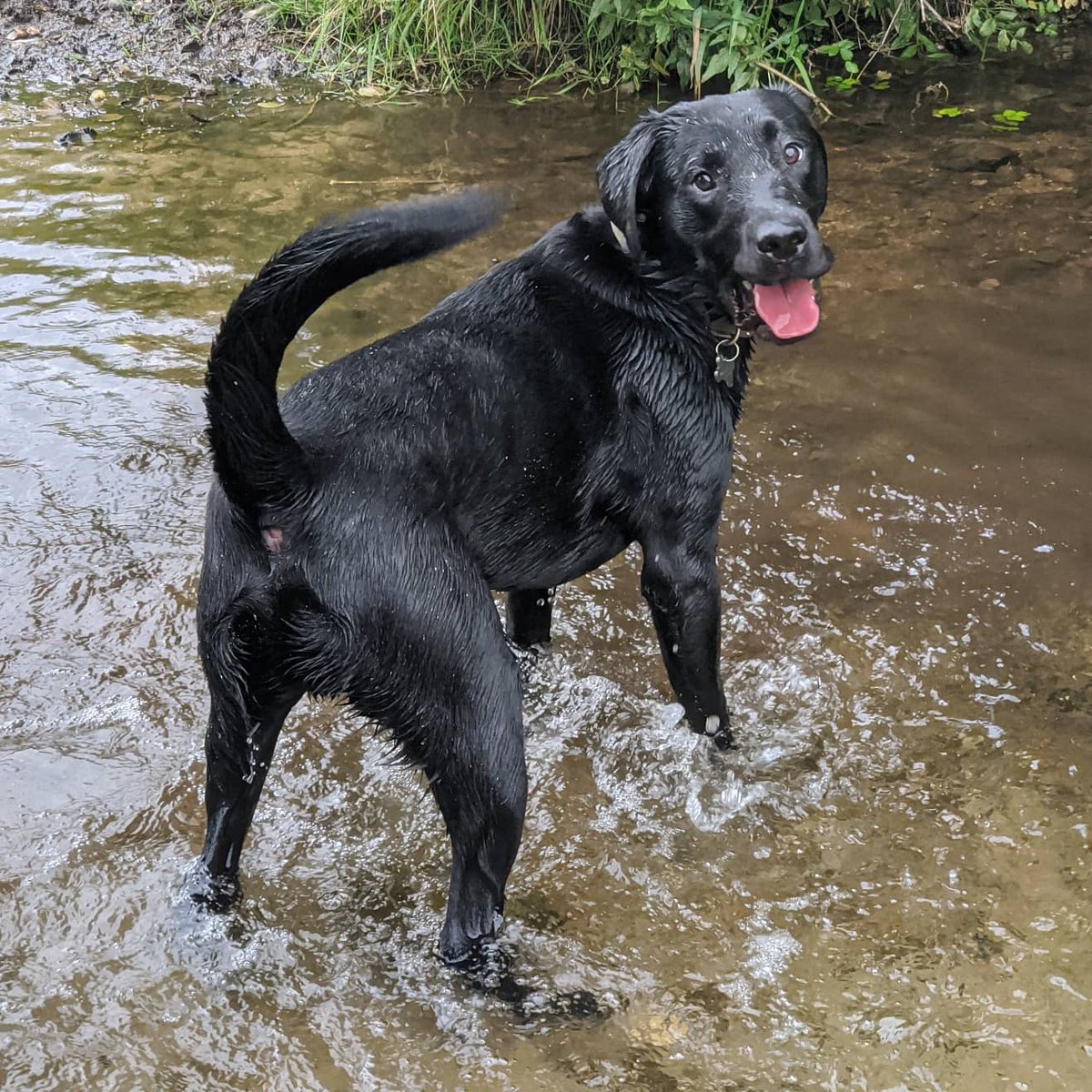emilyjane237's tweet photo. Splashing his way through the weekend! 🥰🐶 https://t.co/043YY6KULx