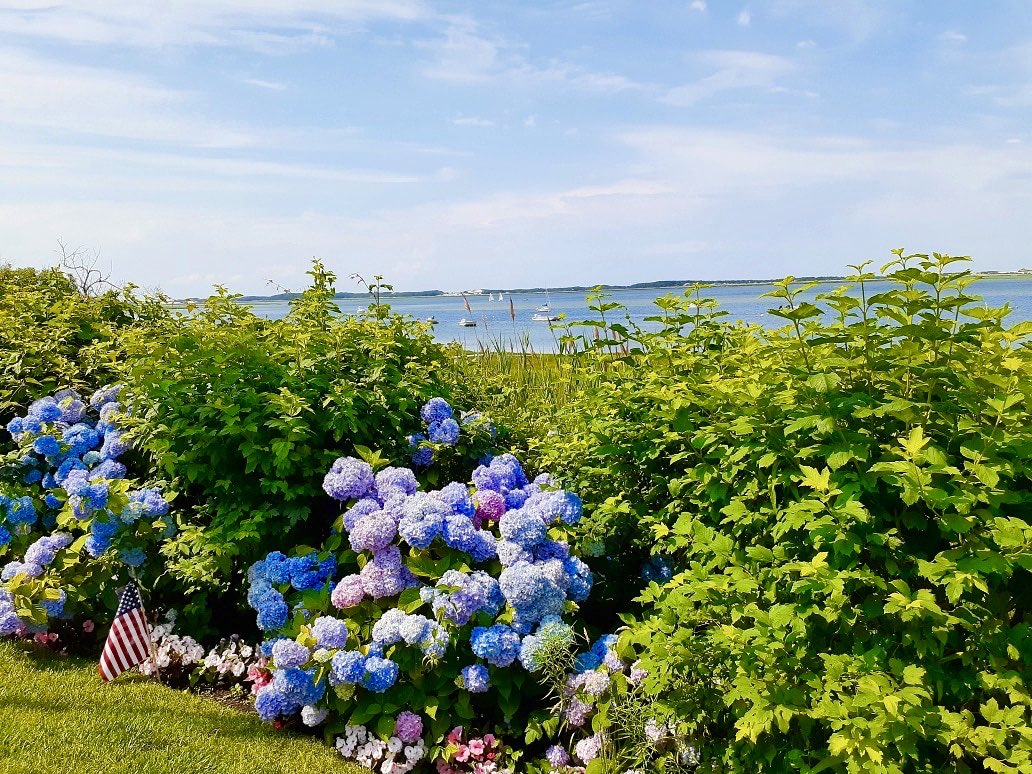 VisitCapeCod's tweet photo. All good things must come to an end, including #CapeCodHydrangeaFest. But there’s still one more day to tour private gardens featuring these classic beauties and other gorgeous Cape blooms! Find tour info for tomorrow at https://t.co/ZdB3CkCnSF. https://t.co/s7foi0hQdV