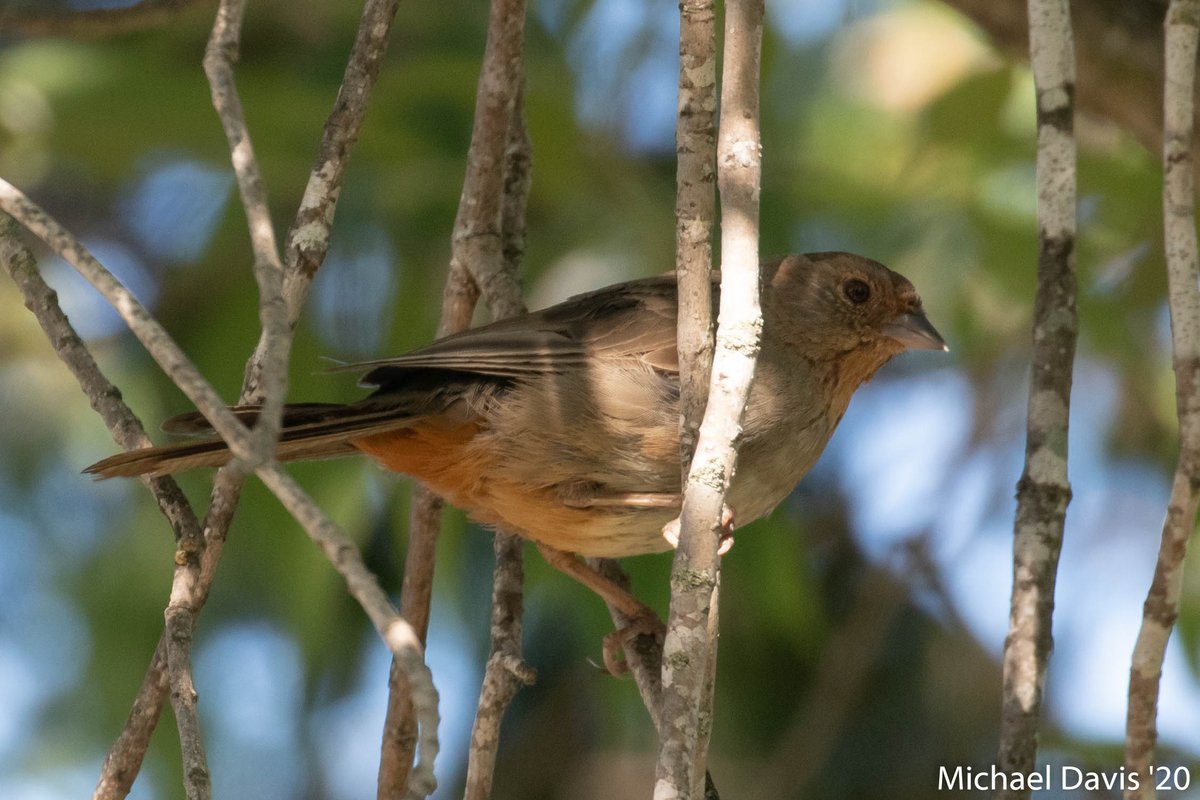 ~ I started to look around the front yard to try and spot any missing cast members and sure thing California Towhee was watching it's fledgling forage on the lawn 9/-