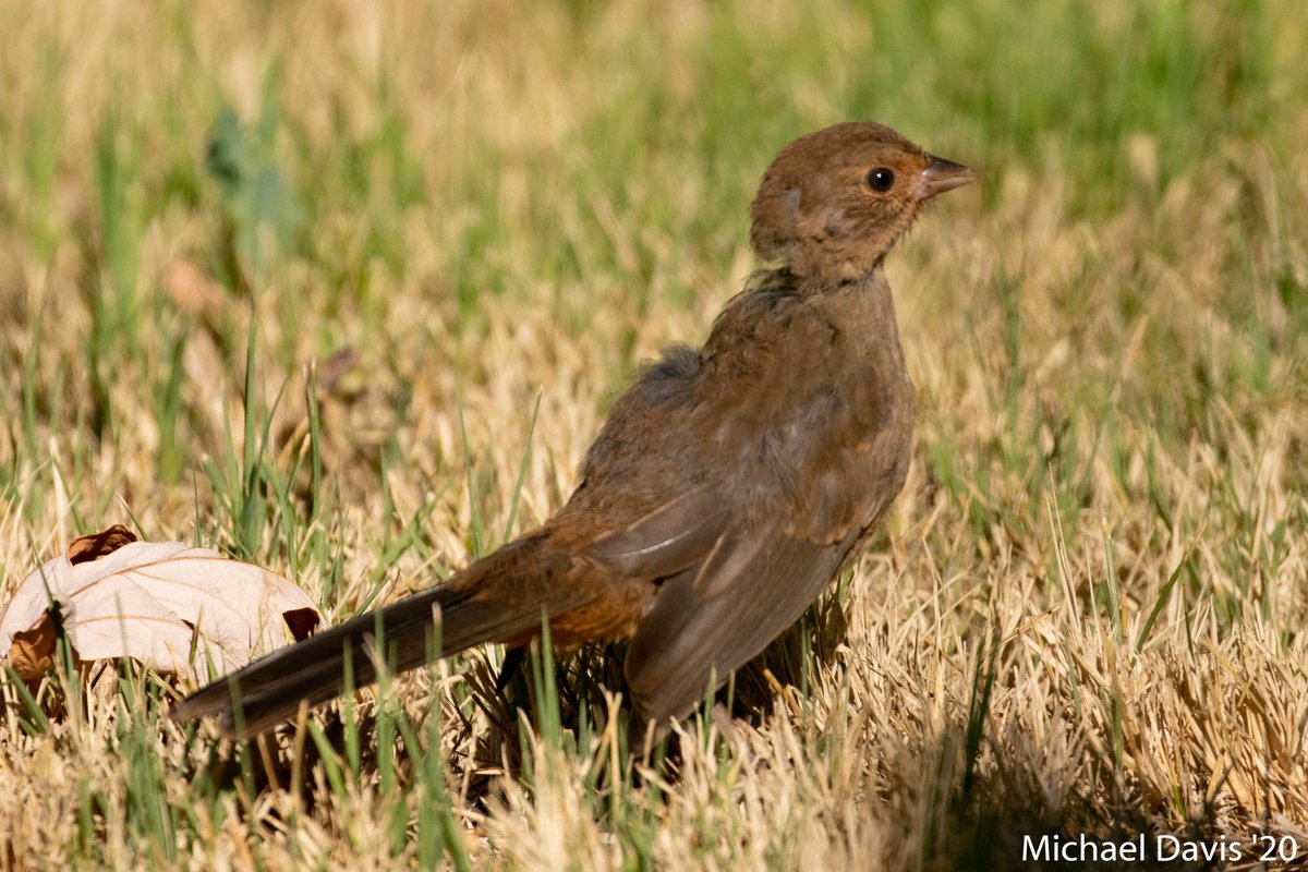 ~ I started to look around the front yard to try and spot any missing cast members and sure thing California Towhee was watching it's fledgling forage on the lawn 9/-