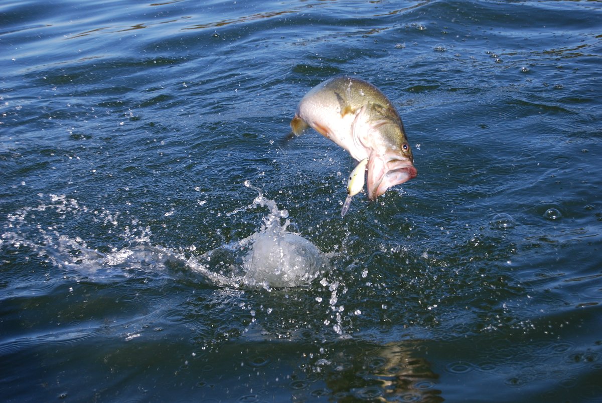 lfguidelanes's tweet photo. Another Big Lake Fork largemouth falls for the deep diving crank bait on a wind blown main lake point. #texasbassfishing #lakefork #bassfishing https://t.co/2HUvDlJghR