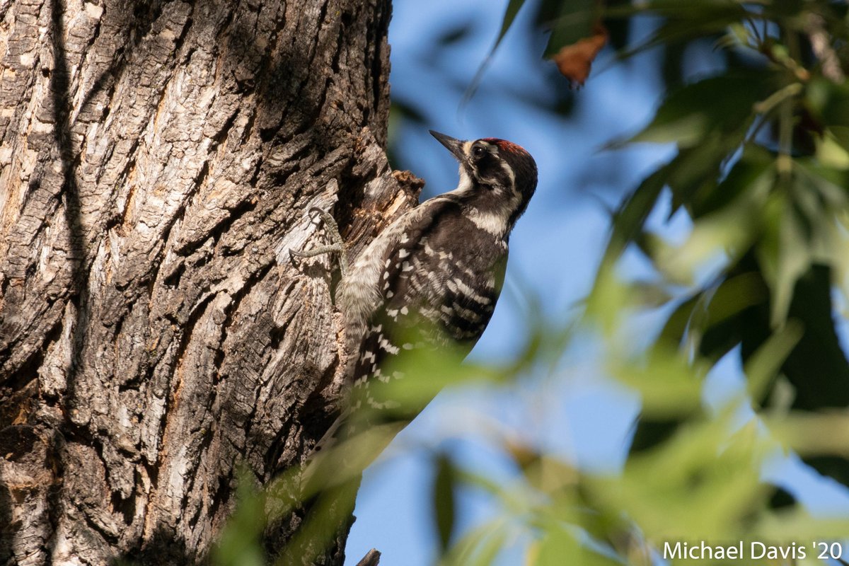 ~ Male Nuttall's Woodpecker's call is very distinctive but finding him is not so easy. Luckily he liked this spot and I got lucky 10-