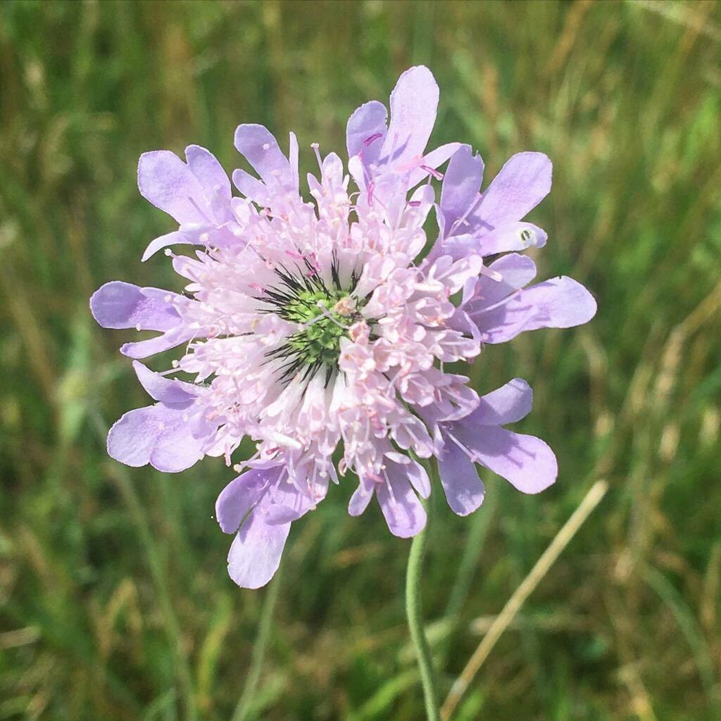 #fieldscabious (I think! Pretty sure it’s a scabious) taken at #farthingdowns