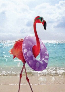 DayBrighton's tweet photo. Flo says hi from Florida!  She'll be sending some fun postcards to our campers starting on Monday.... stay tuned, Brighton Woods Day Campers! #girlscoutcamp #brightonwoods https://t.co/bsNHcsRfyn