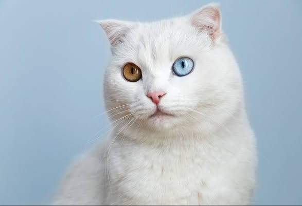 carolcarlini's tweet photo. Heterocromia / heterocrolate https://t.co/RIYYO2qYvL