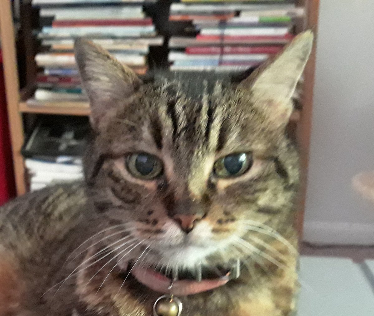 sm9eb's tweet photo. @ObservatoryCats #Caturday #KittenScience Update: the foster kittens are learning the physics of frequency and amplitude in purring sound waves.
Orion is learning the physics of Pure Hatred. https://t.co/0BCAGAxomw
