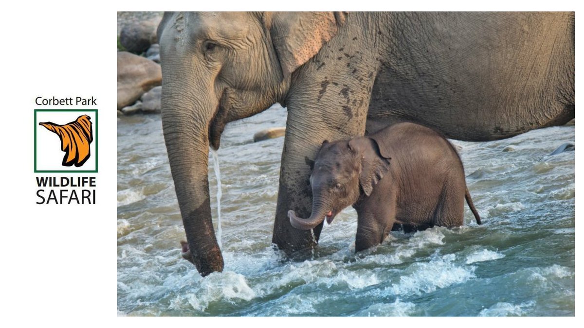 park_corbett's tweet photo. Book your drive with us.. get best deal guaranteed..
For more information please visit our website
https://t.co/ncNV3YfkWQ

#uttarakhandheaven #uttarakhandtour #uttarakhandtourism #uttarakhandvibes #uttarakhanddiaries #uttarakhandadventures #simplyheaven #wildlifephotographer https://t.co/rGSyoA4lgl