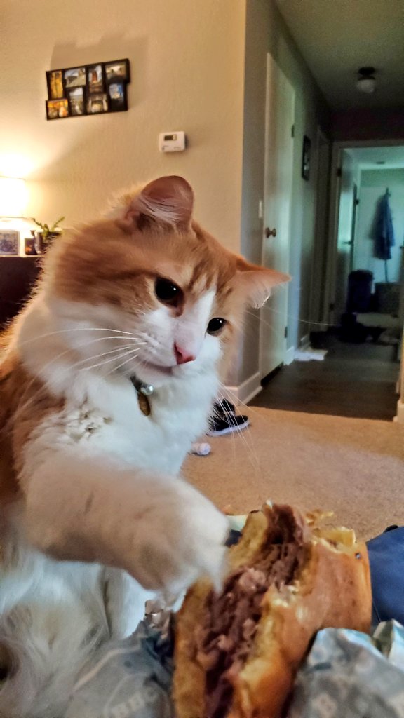 iamtuckercat's tweet photo. Can I have some?? #cat #ねこ https://t.co/XOlGezBXRn
