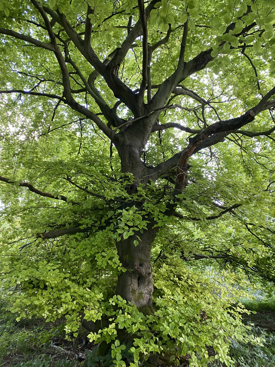 Ms Sarkar tweet media