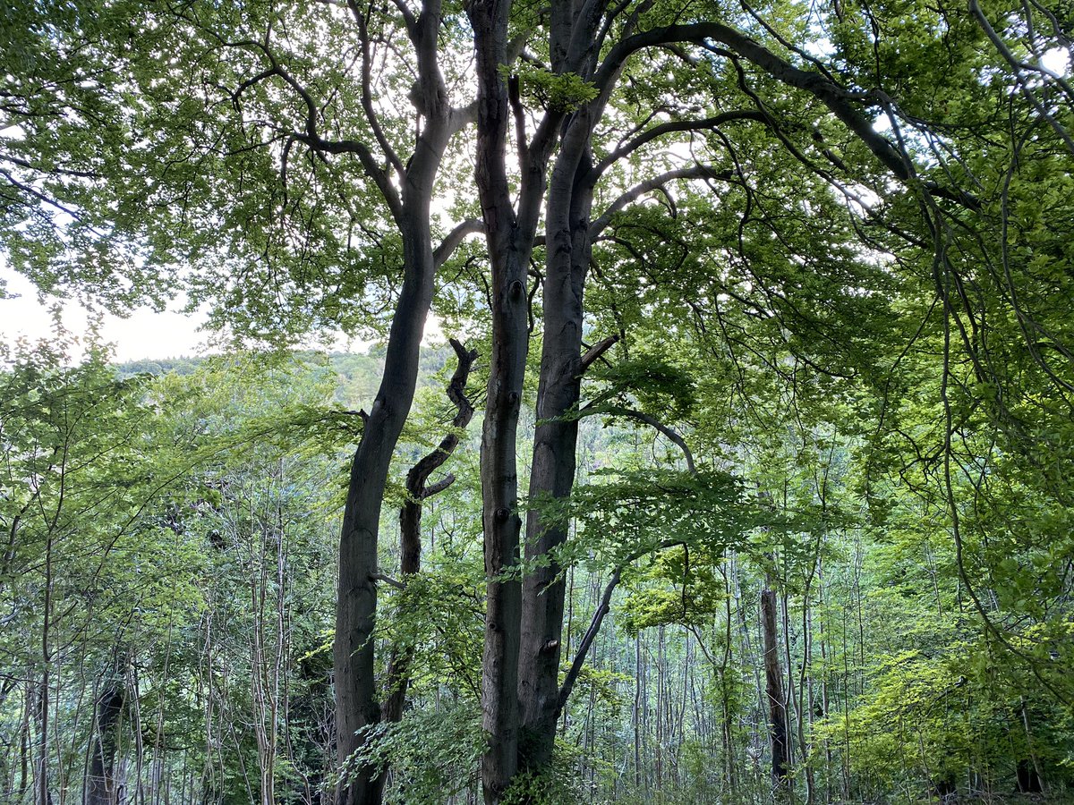 Ms Sarkar tweet media