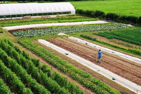 MotherEarthNews's tweet photo. Working your #soil with a #broadfork will not allow dormant #weed #seeds, which are hidden in the depth of you soil, to come close to the soil surface and #germinate. #MotherEarthNews https://t.co/SiLwU0ry2u https://t.co/A9xJaULxWx