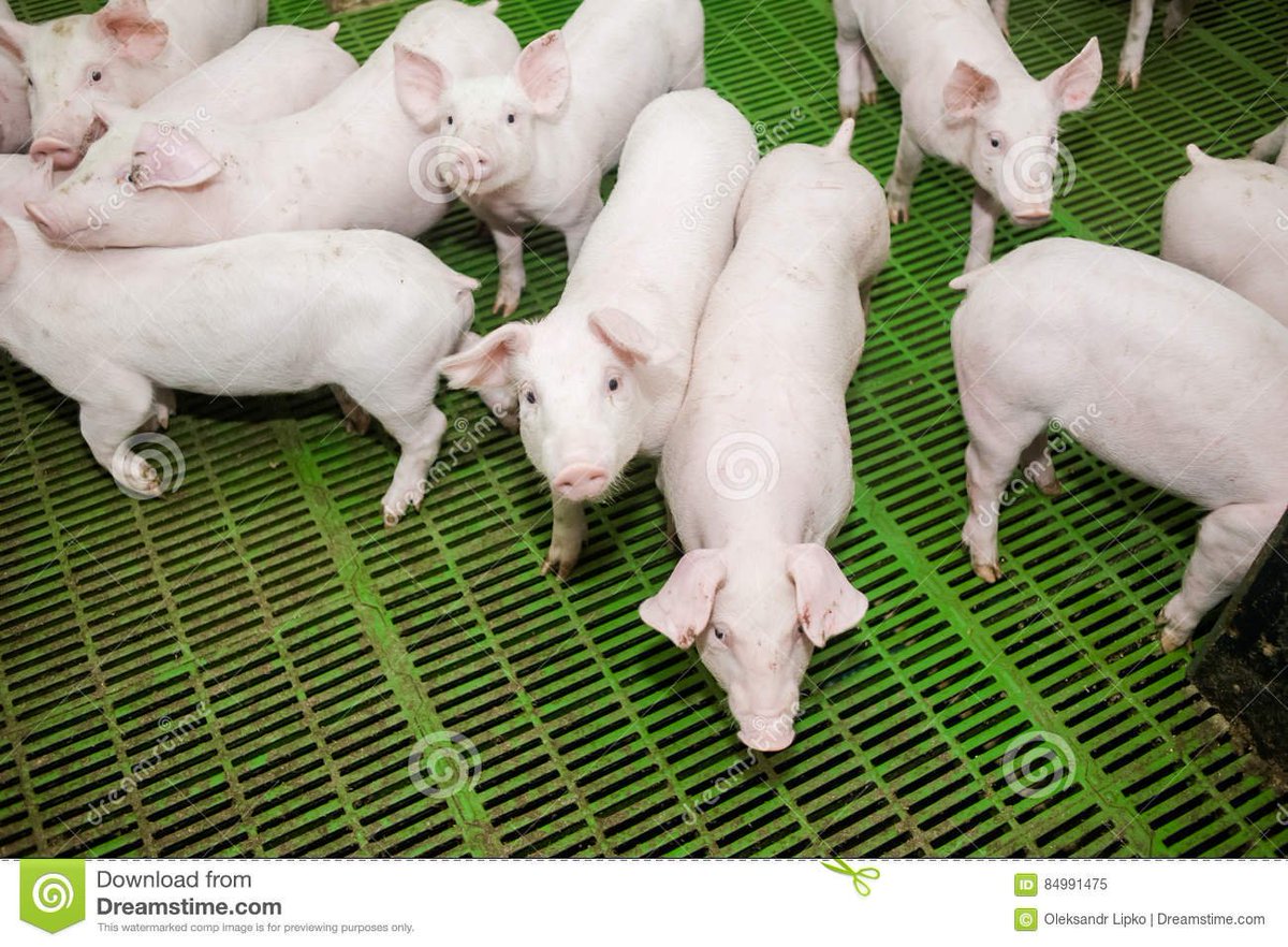 JorgeAlvarezAl5's tweet image. #Cuba's Post Covid19 Development Strategy prioritizes food production. Without #Science and #Teconology that is not possible. It requires the development of new varieties, efficient irrigation, agro ecological practices, among others. This is #TareaVida @citmacuba @OCitma