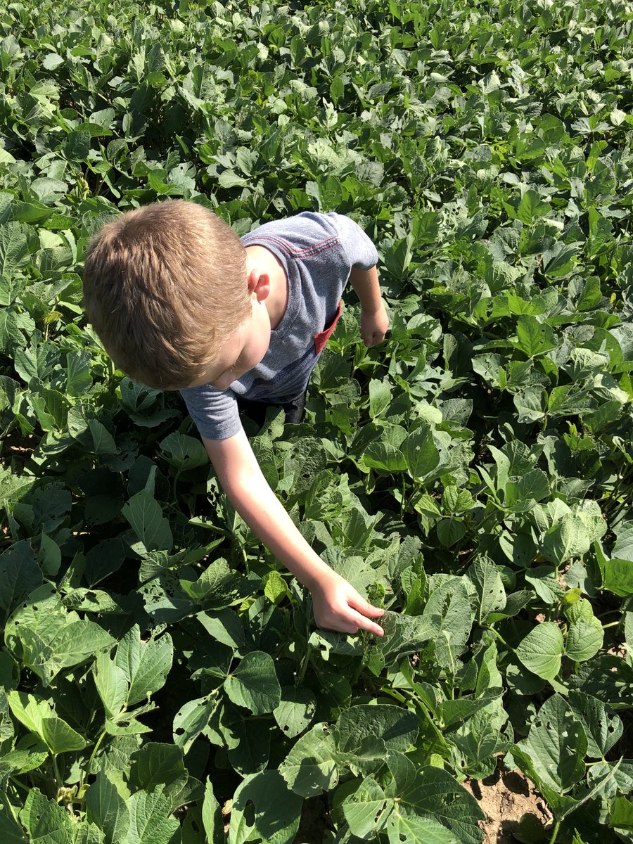 Future Crop-Trak Consultant? Surveying the beetle situation and staging beans.