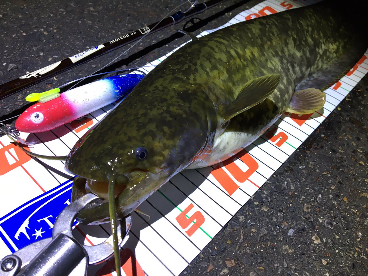 Syunsyun ナマズ釣りin北名古屋 軍団鯰トップ道 氷柱 モレーナ53 ボンバダスタイル Heddon オリジナルザラスプーク 攻めの鯰釣り 夜鯰 ボンバダアグア Syunsyun ナマズ釣りin北名古屋 軍団鯰トップ道 氷柱 モレーナ53 ボンバダスタイル Heddon オリジナルザラスプーク 攻めの鯰釣り 夜鯰 ボンバダアグア