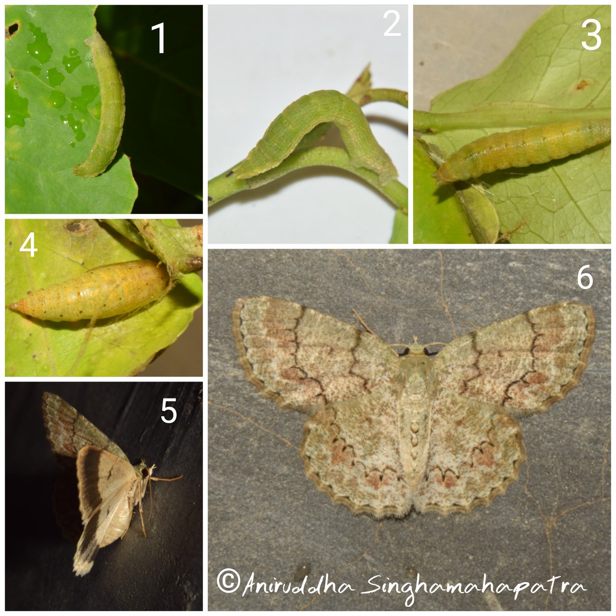 aniruddha9735's tweet photo. As today is the starting day of the National moth week, I thought of posting one of my favorite Moths Life Cycle.
π : Epipristis minimaria
Family : Geometridae
LHP : Croton persimilis
#national_moth_week_2020 #NMW2020
#love_moths #geometridae
#mothwatch #mothlifecycle #moths https://t.co/bhxm5XuVLQ