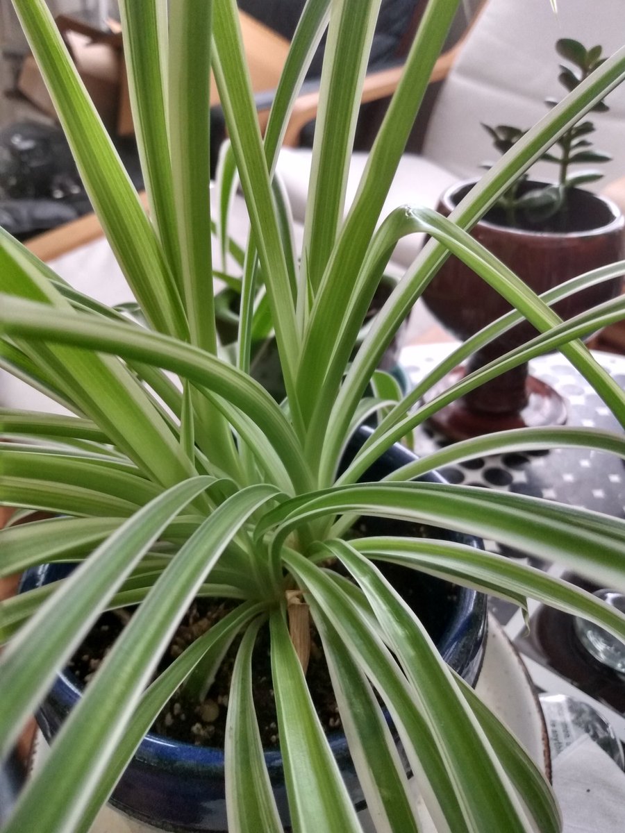 WebseriesWishs's tweet photo. Hey Team WISHsrs!
May the harm 
U've experienced 
Be healed /
May the harm
U've caused
Be forgiven
N healed /
May we be healed /
Also, a leaf of this plant
Brushed the screen
N Literally
Took the last two photos
Itself! https://t.co/xPddgtUqMf