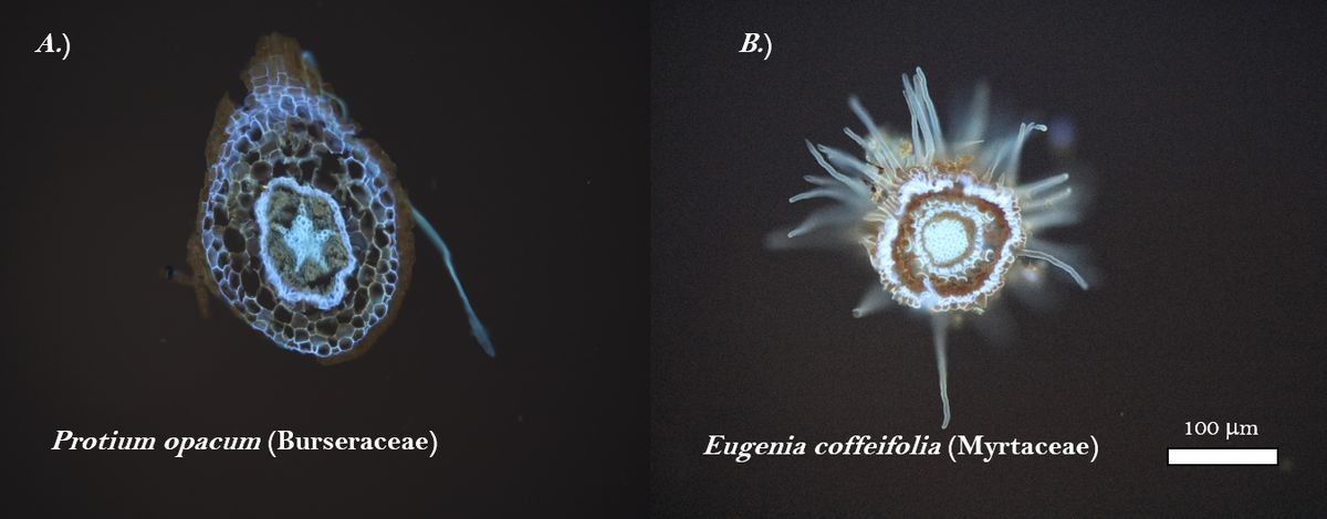 We know well how carbon is fixed in leaves, but we understand very little about C consumption in roots. In this new publication, Dr Kong discusses a new framework to understand root anatomy and how it relates to C use in roots.  #plantroot 

nph.onlinelibrary.wiley.com/doi/pdf/10.111…