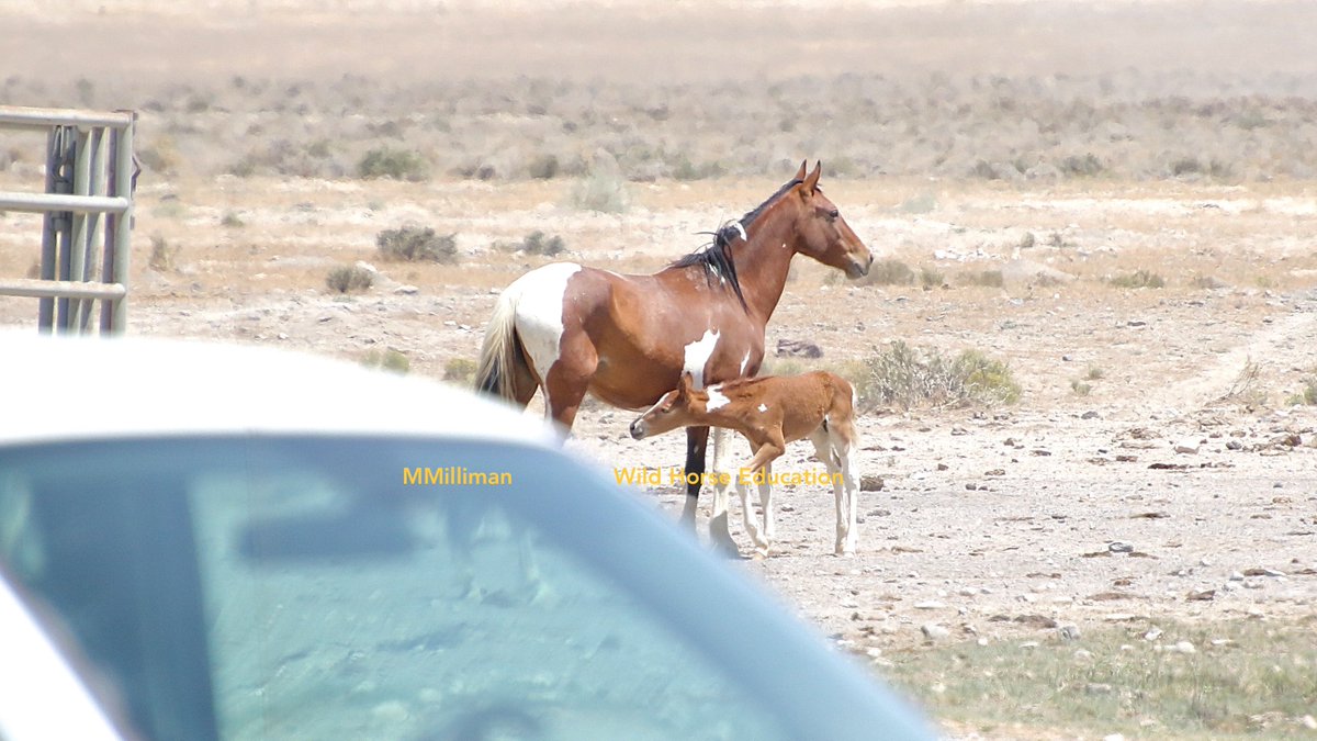 WildHorseEdu's tweet photo. They left without drinking due to panels, trucks and trailers, holding facility processing wild horses from the helicopter drive, generator for the camper running air conditioning.
>> https://t.co/zO8tjAPAOj
Does @BLMWHB care about #wildhorses?
@ssonner @NRDems @RepRaulGrijalva https://t.co/xnRxmFZqkY