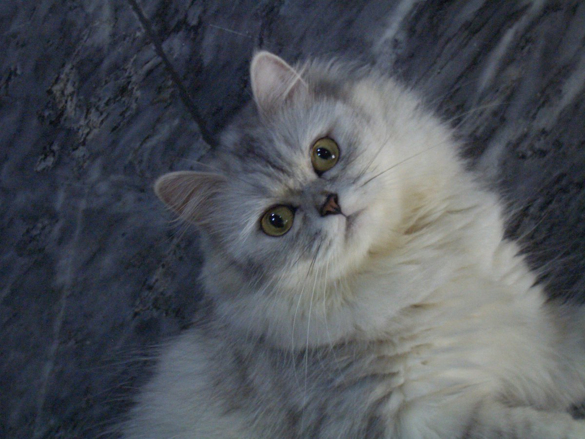 JomarInocentes4's tweet photo. What zap Hooooooman.
#cat #catoftheday https://t.co/xiHRO7VLIV