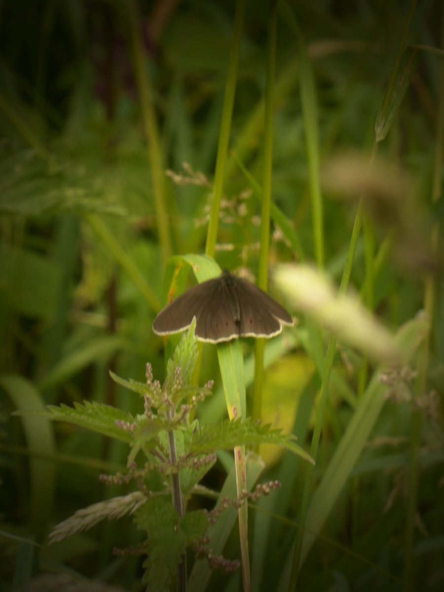 Starting to see progress of the wildflower and grass seeds in a little area I planted in spring. Now attracting butterflies, bees and moths and a constant hum of insects. A work in progress
#wildflowers #wildflowergarden #meadow