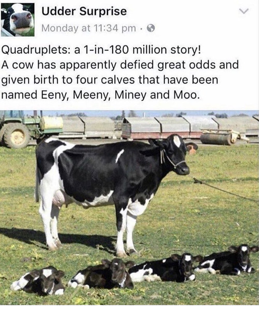 AEgypC's tweet photo. Now I want 4 pet cows #thanksinterwebs https://t.co/p0hobY1vRS