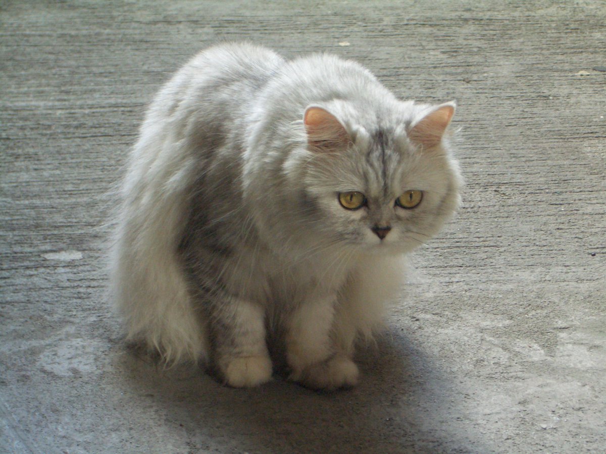 JomarInocentes4's tweet photo. wer iz ma hoom? em ah luz?
#KittyKawaii #CatsOfTwitter #CuteCat https://t.co/NjcJOywwpc